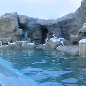 Penguin Plunge Sneak Peak February 16th