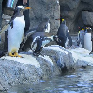 Penguin Plunge Sneak Peak February 16th