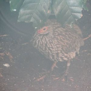 Francolin