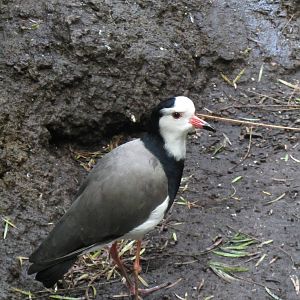 Long Toed Lapwing