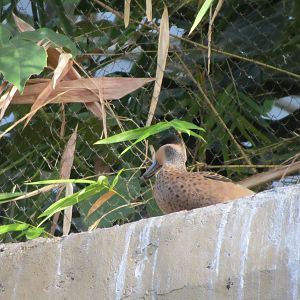 Hottentot Teal