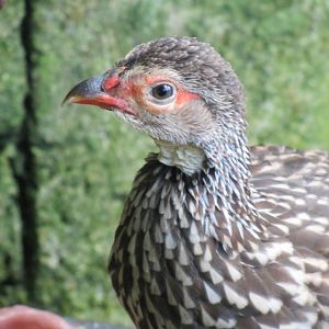 Francolin