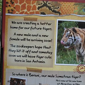 temporary tiger sign