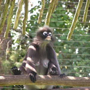 Dusky leaf monkey / Trachypithecus obscurus