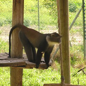 Blue monkey/ Cercopithecus mitis