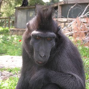 Sulawesi crested macaque/ Macaca nigra