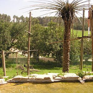 Angolan colobus exhibit