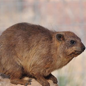 Rock hyrax/ Procavia capensis syriaca
