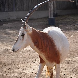 Scimitar-horned oryx/ Oryx dammah