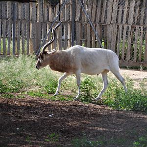 Addax/ Addax nasomaculatus