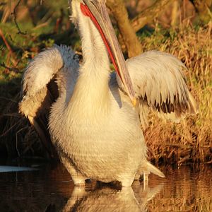 Dalmation Pelican