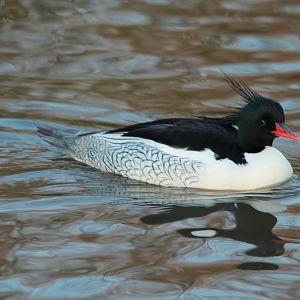 Chinese Merganser