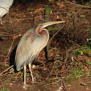 Purple Heron
