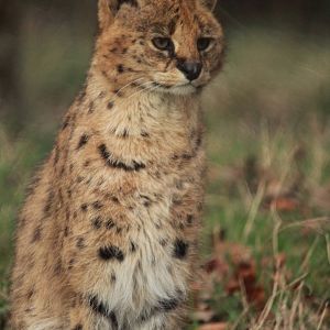 Serval