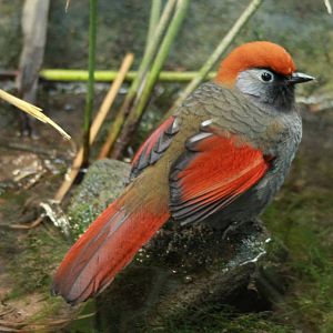 Red-tailed Laughingthrush