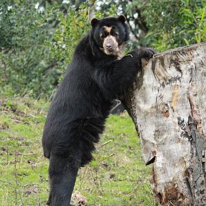 Spectacled Bear