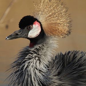 Crowned Crane