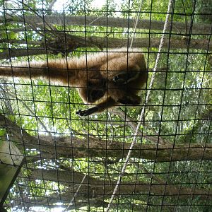 Gibbon