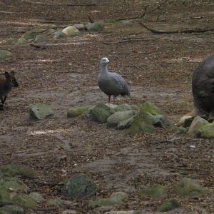 Mixed Australia Exhibit