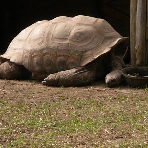 Aldabra Tortoise