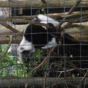Black and White Ruffed Lemur