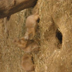 Prairie Dogs