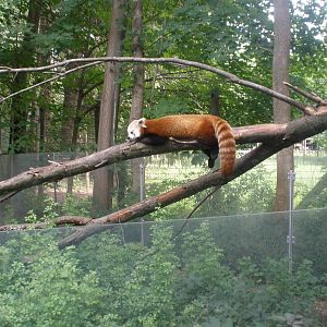 red panda