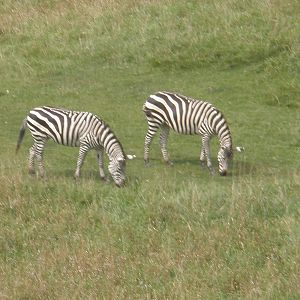 plains zebra