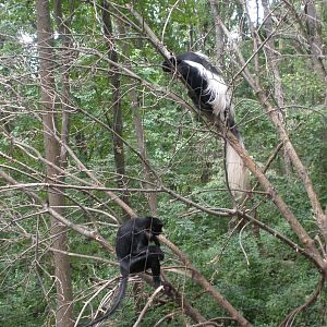 mixed primate exhibit
