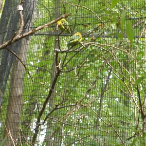 lovebird aviaries