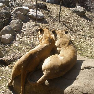 Lions of Lake Manyara