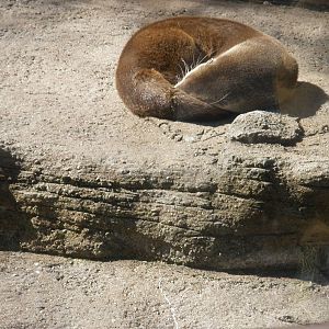 otter nap