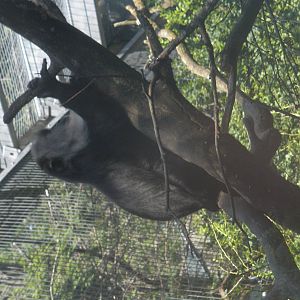 lion tailed macaque