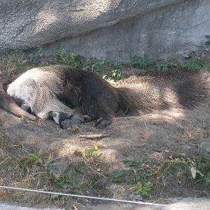 giant anteater