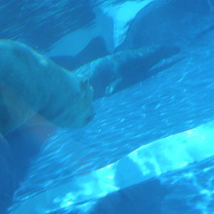 The underwater tunnel