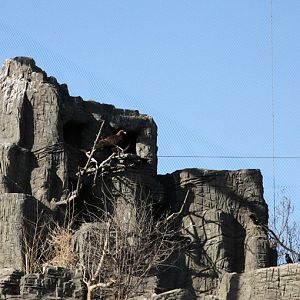 golden eagle exhibit
