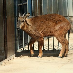 red goral