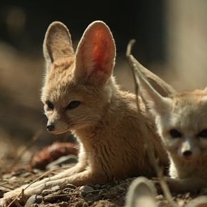 fennec fox