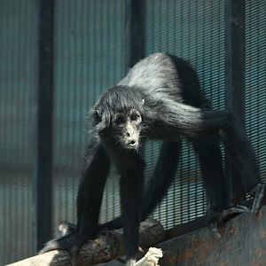 brown-headed spider monkey