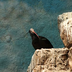 Northern bald ibis