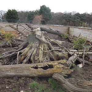 Meerkat enclosure at Yorkshire Wildlife Park 18/02/12