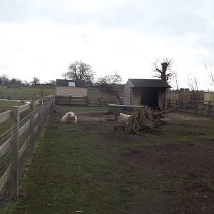 Farm Paddock at Yorkshire Wildlife Park 18/02/12