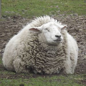 Sheep at Yorkshire Wildlife Park 18/02/12