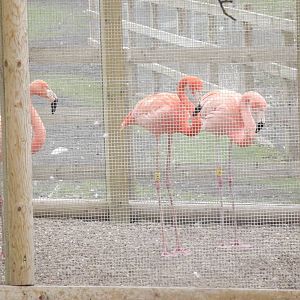 Hybrid Flamingos at Yorkshire Wildlife Park 18/02/12
