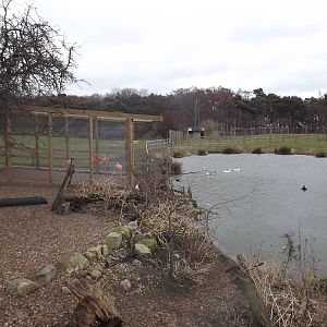 Flamingo enclosure at Yorkshire Wildlife Park 18/02/12