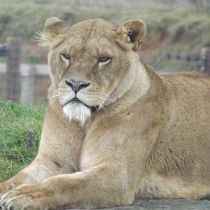 African Lioness at Yorkshire Wildlife Park 18/02/12