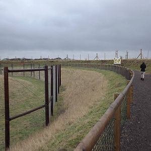 Lion viewing at Yorkshire Wildlife Park 18/02/12