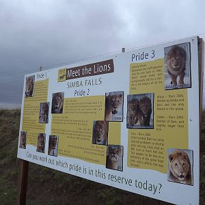 Lion board at Yorkshire Wildlife Park 18/02/12