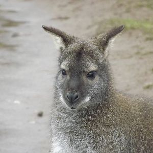 Bennett's Wallaby at Yorkshire Wildlife Park 18/02/12