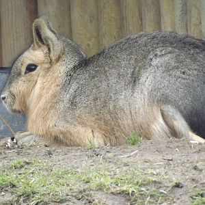Patagonian Mara at Yorkshire Wildlife Park 18/02/12